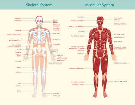 Complete educational guide poster of anatomy of muscular and skeletal systems showing human figure from frontal vector illustrationのイラスト素材