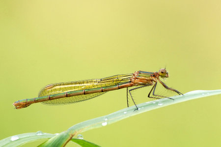 Damselfly