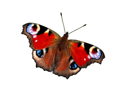 Peacock butterfly (inachis io) in warm-up positionのイラスト素材