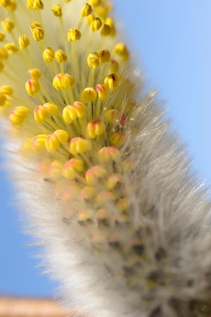  Flowering willowの写真素材