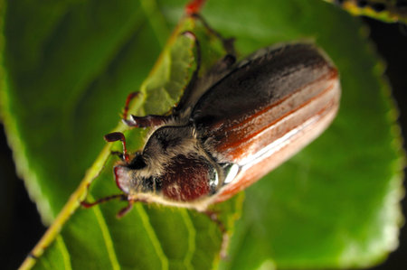 Chestnut cockchafer(Melolonthia hippocastani) on cherry tree
