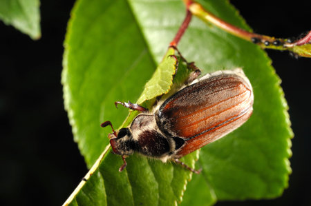 Chestnut cockchafer(Melolonthia hippocastani) on cherry tree