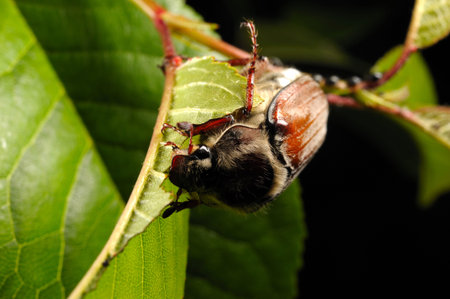 Chestnut cockchafer(Melolonthia hippocastani) on cherry tree