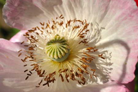 Poppy flowerの写真素材