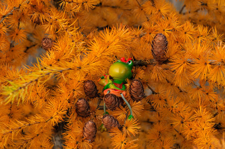 Frog Martha on Larch tree, dreaming of Christmasの写真素材