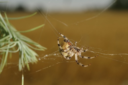 European garden spider  Araneus diadematus の写真素材