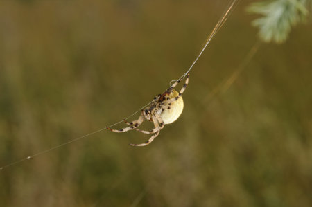 European garden spider  Araneus diadematus 