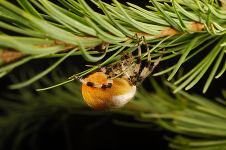European garden spider  Araneus diadematus の写真素材