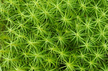 Polytrichum commune  also known as Common haircap moss, Common hair moss, great gold headed or Great Goldilocks  is a species of moss found in many regions with high humidity and rainfall の写真素材