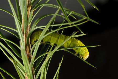 Butterfly larva on a larch tree