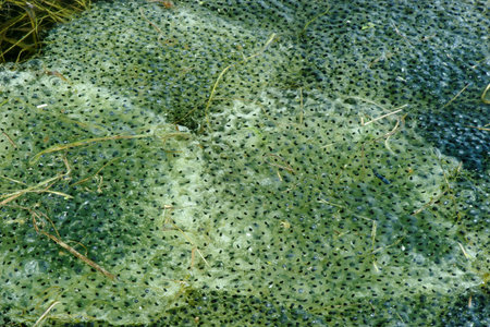 Frogspawn in a little pond, end of April