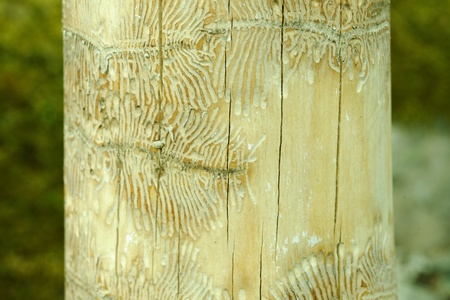 Tunneling by Ips beetles in maple treeの写真素材