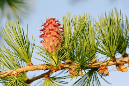 Ovulate cone of larch tree, spring, Mayの写真素材