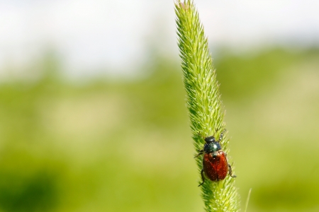 Garden chafer, preparing for take-off from grassの写真素材