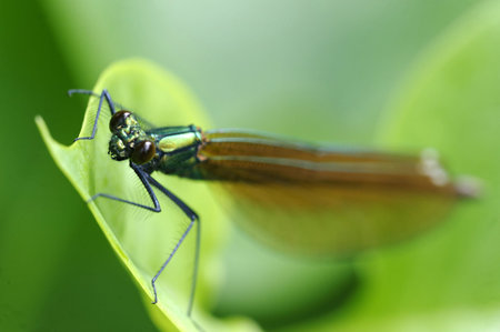 The Beautiful Demoiselle  Calopteryx virgo  is a European damselfly  It is often found among...