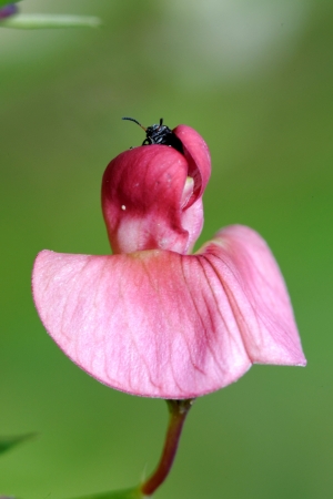 A weevil climbing out of a pink flowerの写真素材