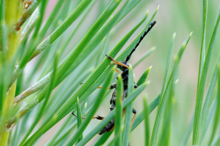 Longhorned beetle  Corymbia rubra  climbing on pine tree