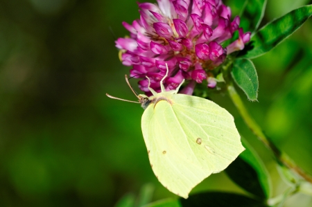 Brimstone butterfly (Gonepteryx rhamni) on clover flowerの写真素材