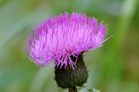 Cirsium is a genus of perennial and biennial flowering plants in the Asteraceae, one of several genera known commonly as thistles. They are more accurately known as Plume thistles.の写真素材
