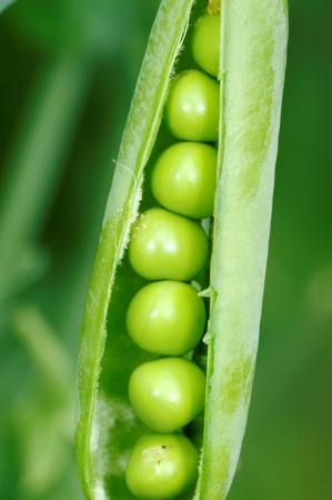 Crop of green pea pods in the gardenの写真素材