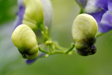 A flowers of monkshood  Aconitum napellus の写真素材