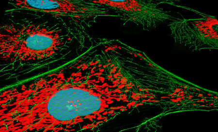 Fibroblast cells, fluorescence microscopy, nuclei, mitichondria, and microfilaments