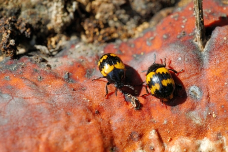 Diaperis boleti  a beetle feefing on fungal hostの写真素材
