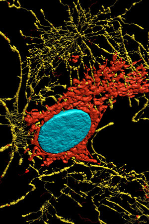 Microfilaments, mitochondria, and nuclei in fibroblast cells