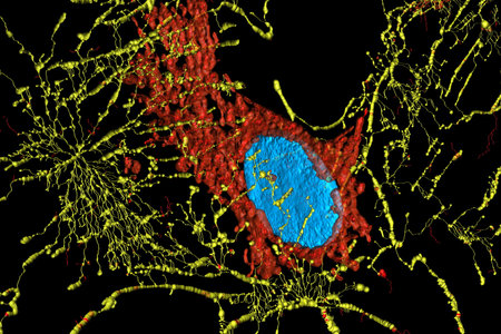 Microfilaments, mitochondria, and nuclei in fibroblast cellsの写真素材