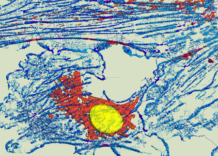 Microfilaments, mitochondria, and nuclei in fibroblast cell