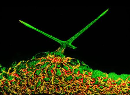 Computational modelling of trichome  a leaf hair of thale cress  Arabidopsis thaliana , an unique...
