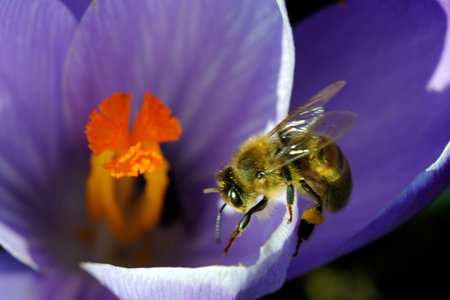 Honey bee on spring crocus flowerの写真素材