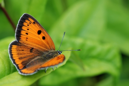 Large copper - Lycaena disparの写真素材