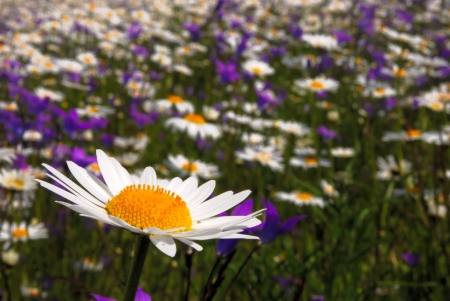 A flower of corn camomile on grasslandの写真素材
