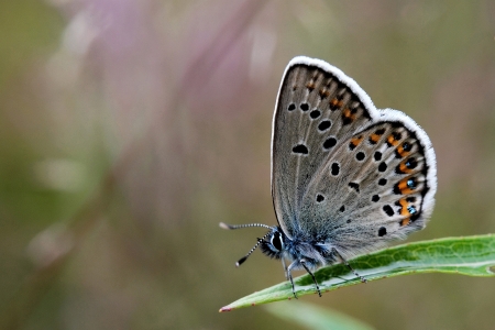 Silver-studded blue  Plebejus argus の写真素材