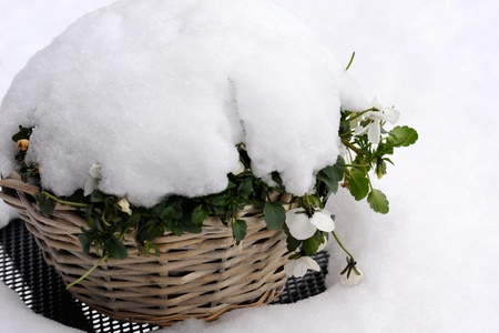 Flower basket on a cafe table, covered with fresh snowの写真素材