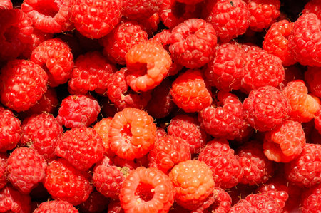 Raspberry is the edible fruit of a multitude of plant species in the genus Rubus of the rose family,...