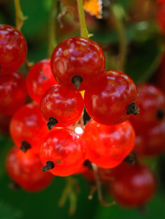Red currant  Ribes rubrum  is a member of the genus Ribes in the gooseberry family Grossulariaceae
