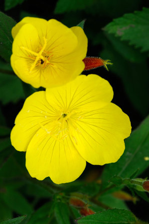Oenothera is a genus of about 125 species of herbaceous flowering plants, native to North and South America. It is the type genus of the family Onagraceae. Common names include evening primrose, suncups and sundropsの写真素材
