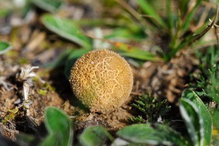 Lycoperdon is a genus of puffball mushrooms 