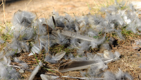 The remains of a murdered pigeon