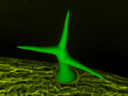Scanning electron micrograph of trichome  a leaf hair of thale cress  Arabidopsis thaliana , an...