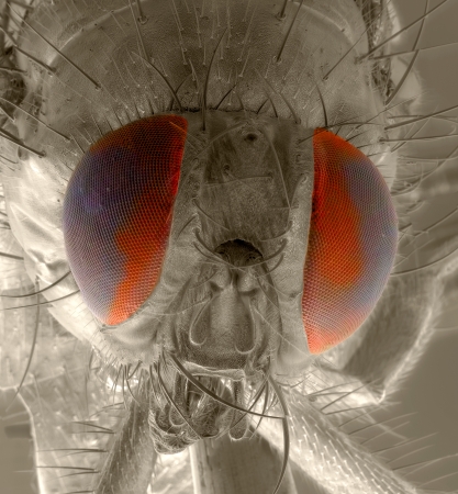 Portrait of a fly  correlative macro photography and scanning electron microscopy の写真素材