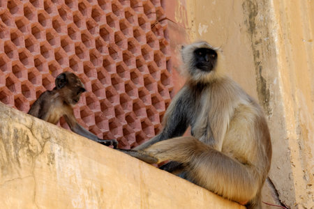 Jaipurian Langurs in Amber Palace, Jaipur, India 