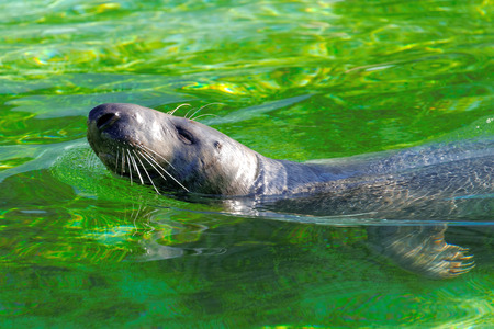 The grey seal の写真素材