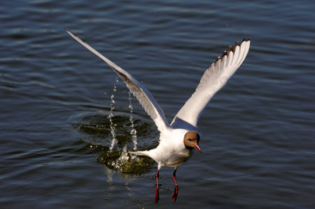 Black-headed Gull (Chroicocephalus ridibundus) is a small gull which breeds in much of Europe and...
