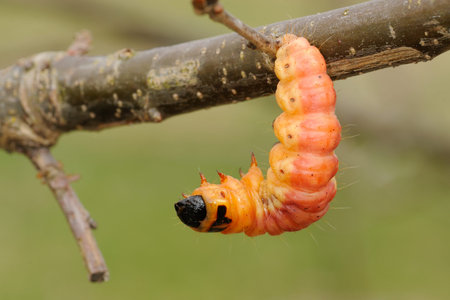 Large orange caterpillar of an insect from garden soil.の写真素材