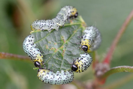 Gooseberry sawfly  Nematus ribesii  catepillars feeding on red currant leaf