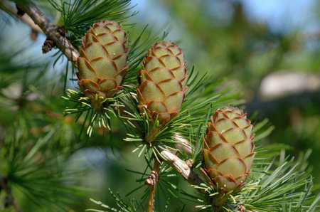 Ovulate cones  strobiles  of larch tree in August, late summerの写真素材