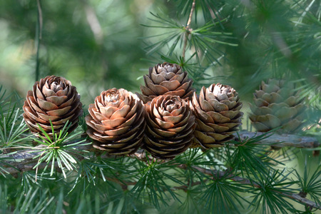 Last year's ovulate cones (strobiles) of larch tree in August, late summerの写真素材